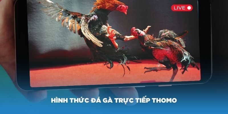 Lý do đá gà trực tiếp Thomo 24/7 WIN55 thu hút cược thủ